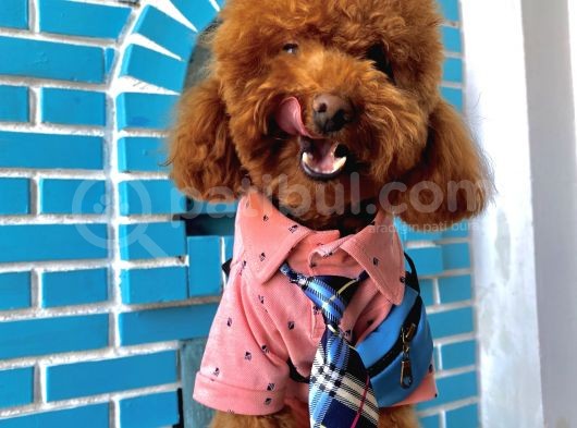 İnstagram Fenomeni Scrli Toypoodle Karamel  görsel