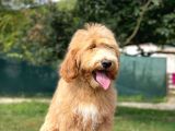 Goldendoodle Terapi Köpekleri Hypoallergenic
