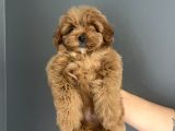 Red Brown Toy Poodle Yavrularımız Anne Baba 2,5 Kg
