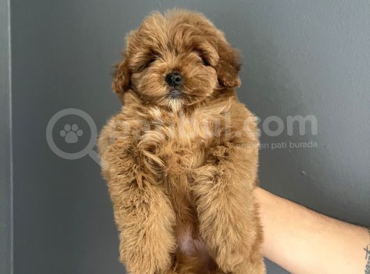 Red Brown Toy Poodle Yavrularımız Anne Baba 2,5 Kg görsel