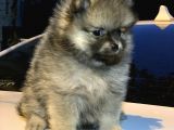 En Küçük Boy Pomeranian Dişi Ve Erkek