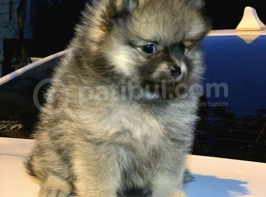 En Küçük Boy Pomeranian Dişi Ve Erkek görsel