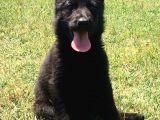 Secereli̇ Si̇yah Alman Çoban Köpeği̇ Yavrularimiz