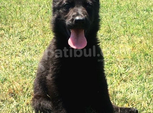 Secereli̇ Si̇yah Alman Çoban Köpeği̇ Yavrularimiz görsel
