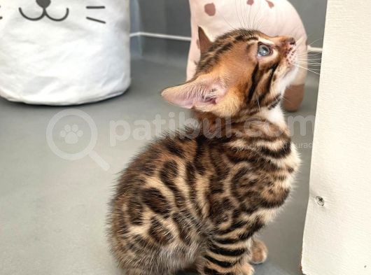 Show Class Bengal Yavrulari görsel