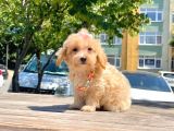 Dizayn Irk Sevimli Maltipoo Yavrular