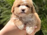 Xxs Teacup Malti̇poo Erkek