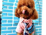 İnstagram Fenomeni Scrli Toypoodle Karamel 