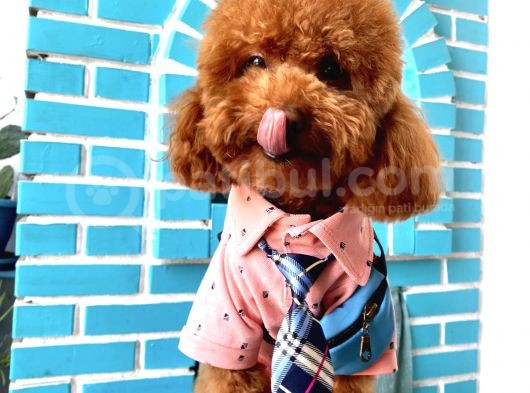 İnstagram Fenomeni Scrli Toypoodle Karamel  görsel