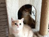 Saf Kan British Shorthair