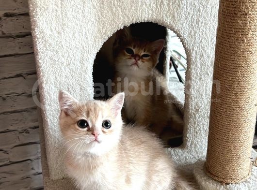 Saf Kan British Shorthair