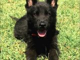 Secereli̇ Si̇yah Alman Çoban Köpeği̇ Yavrularimiz