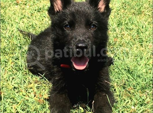 Secereli̇ Si̇yah Alman Çoban Köpeği̇ Yavrularimiz görsel