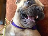 Egzotic French Bulldog Pablitom