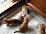 Saf Kan British Shorthair
