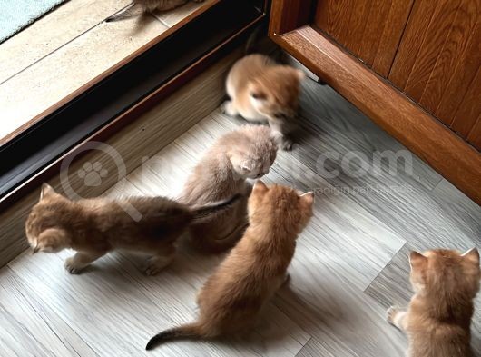 Saf Kan British Shorthair görsel