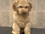8 Aylik Orji̇nal Toy Boyut Erkek Poodle