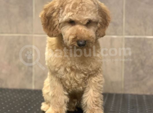 8 Aylik Orji̇nal Toy Boyut Erkek Poodle görsel