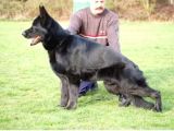 Secereli̇ Si̇yah Alman Çoban Köpeği̇ Yavrularimiz