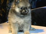 En Küçük Boy Pomeranian Dişi Ve Erkek