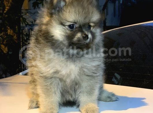 En Küçük Boy Pomeranian Dişi Ve Erkek