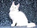 Show Class White Mainecoon Dişi Erkek