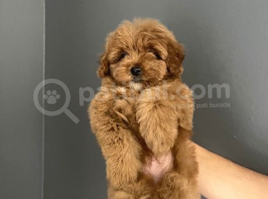 Red Brown Toy Poodle Yavrularımız Anne Baba 2,5 Kg görsel