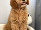 Labradoodle Red Terapi Köpeklerimiz