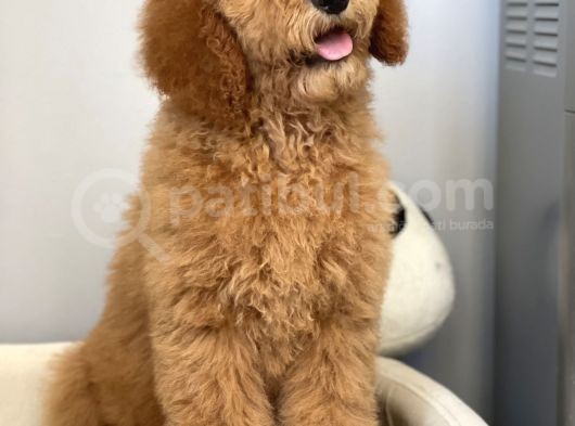 Labradoodle Red Terapi Köpeklerimiz görsel