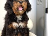 Bernedoodle Terapi Köpekleri Tüy Dökmeyen Dev Patiler