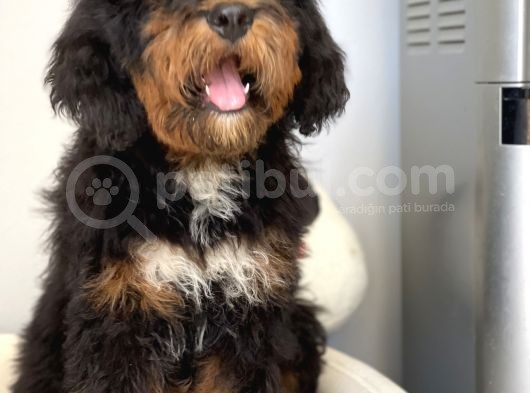 Bernedoodle Terapi Köpekleri Tüy Dökmeyen Dev Patiler görsel