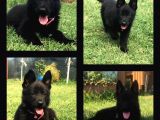 Secereli̇ Si̇yah Alman Çoban Köpeği̇ Yavrularimiz