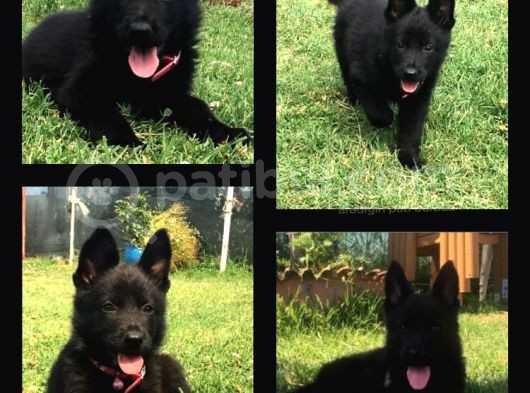 Secereli̇ Si̇yah Alman Çoban Köpeği̇ Yavrularimiz