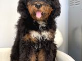 Bernedoodle Terapi Köpekleri Tüy Dökmeyen Dev Patiler