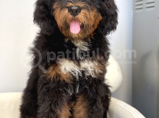 Bernedoodle Terapi Köpekleri Tüy Dökmeyen Dev Patiler görsel
