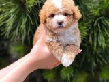 Xxs Teacup Malti̇poo Erkek