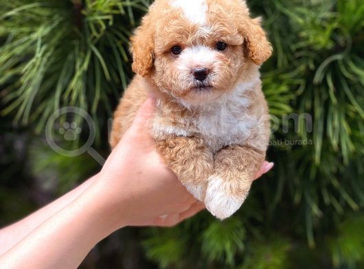 Xxs Teacup Malti̇poo Erkek görsel
