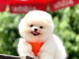 Safkan Pomeranian Boo Yavrular