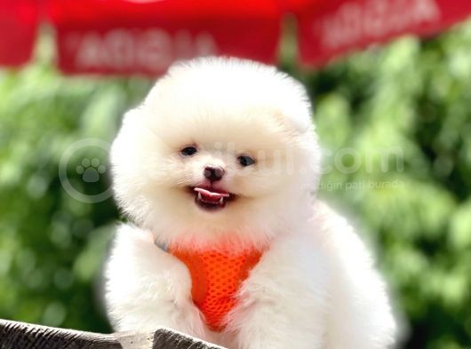 Safkan Pomeranian Boo Yavrular