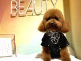 İnstagram Fenomeni Scrli Toypoodle Karamel 