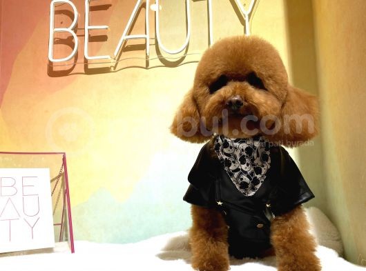 İnstagram Fenomeni Scrli Toypoodle Karamel  görsel