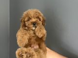 Red Brown Toy Poodle Yavrularımız Anne Baba 2,5 Kg