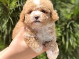 Xxs Teacup Malti̇poo Erkek