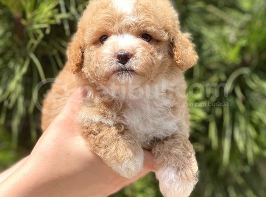 Xxs Teacup Malti̇poo Erkek görsel
