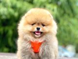 Safkan Pomeranian Boo Yavrular