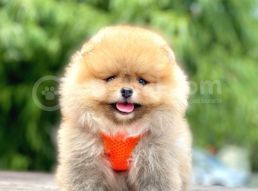 Safkan Pomeranian Boo Yavrular görsel