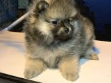 En Küçük Boy Pomeranian Dişi Ve Erkek