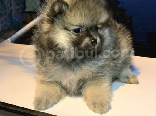 En Küçük Boy Pomeranian Dişi Ve Erkek görsel