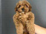 Red Brown Toy Poodle Yavrularımız Anne Baba 2,5 Kg