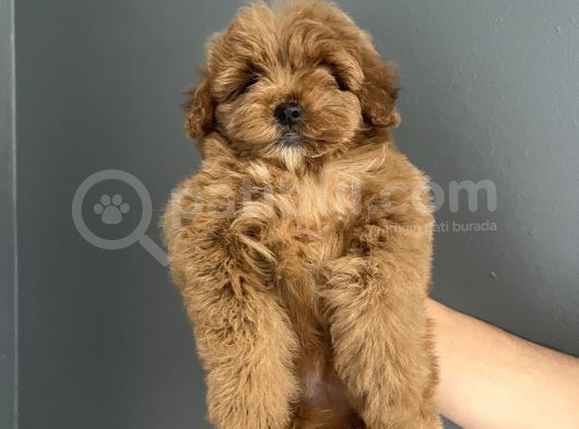 Red Brown Toy Poodle Yavrularımız Anne Baba 2,5 Kg görsel